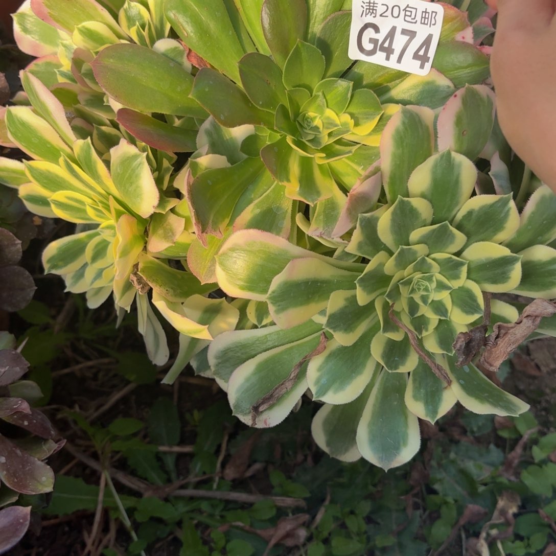 474多肉植物捧花的时候