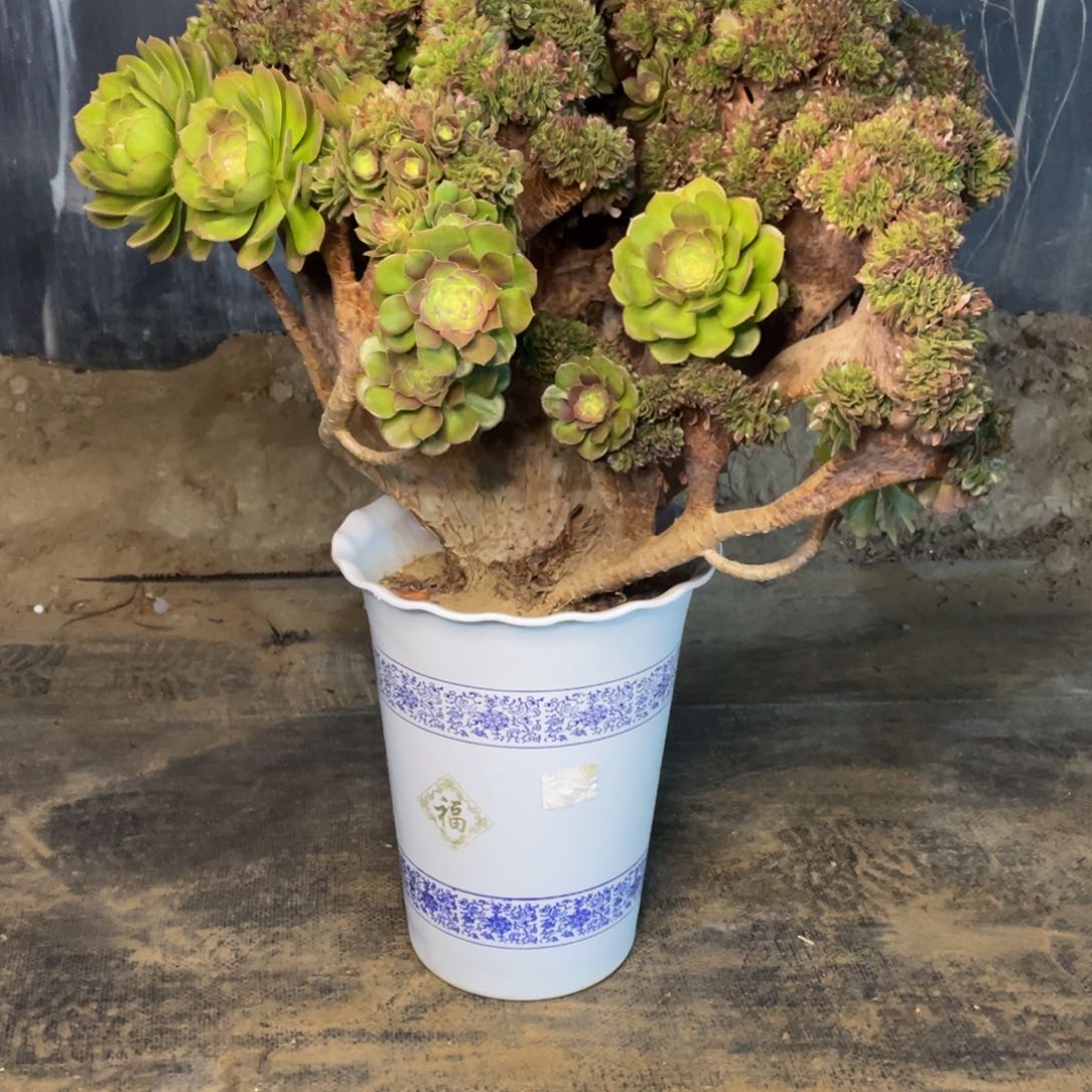 孩*妈万圣节缀脱土发货