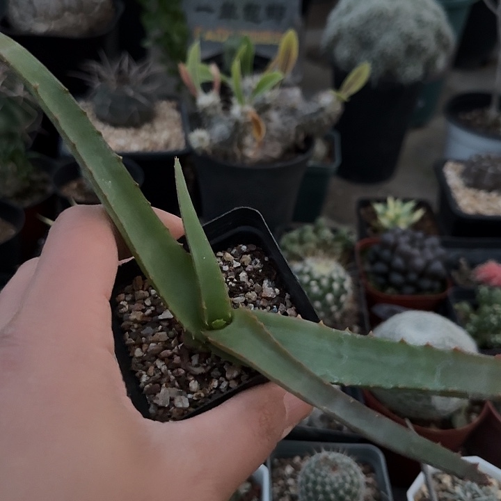 266范巴伦芦荟脱土发货