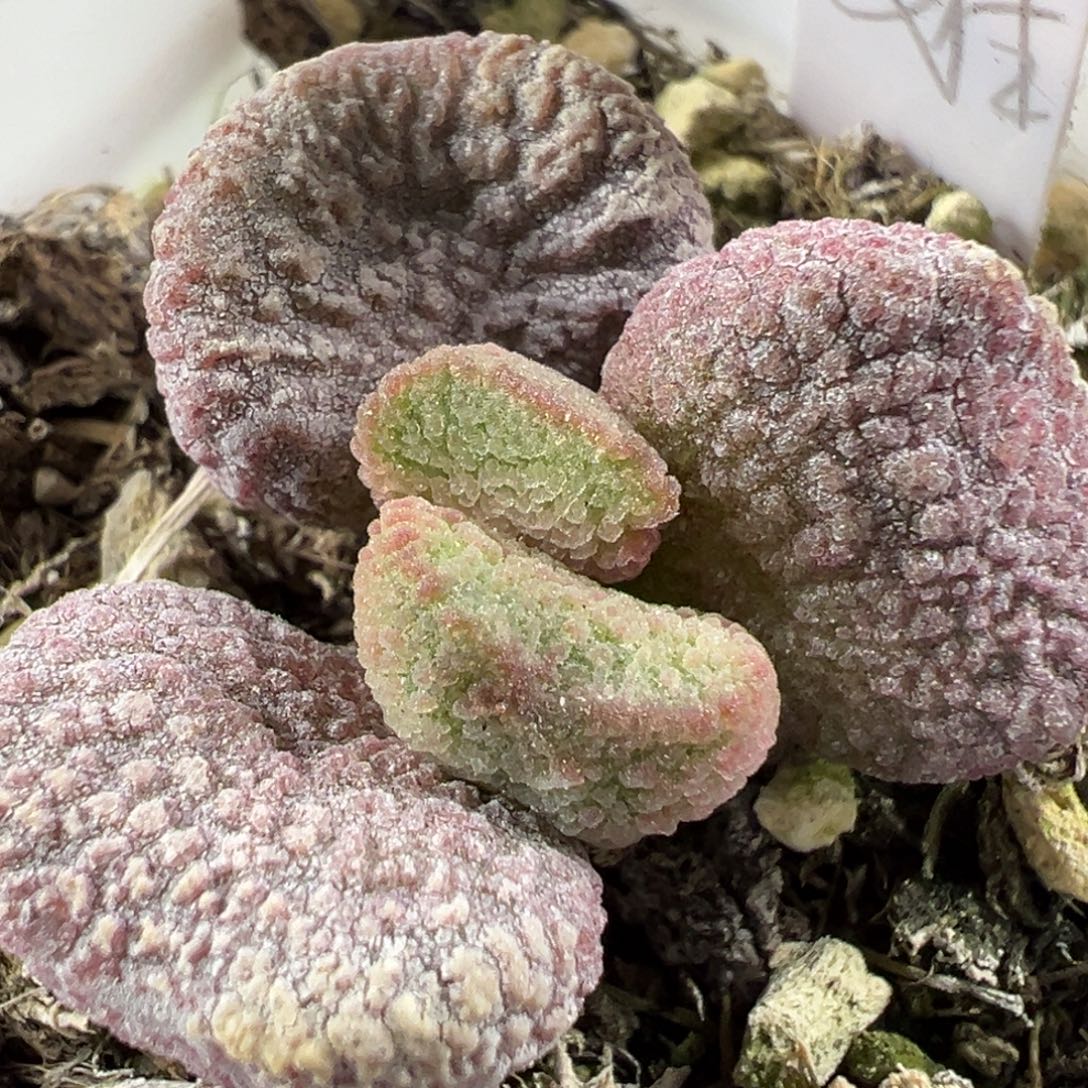 w夏娃多肉植物水泡