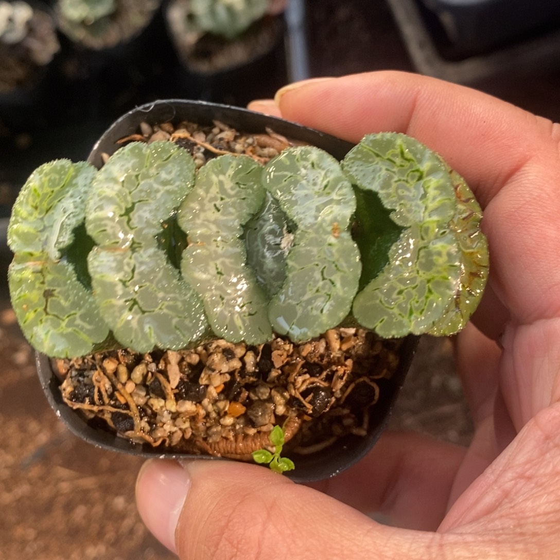 一颗大年份玉扇 零差评 整点福利