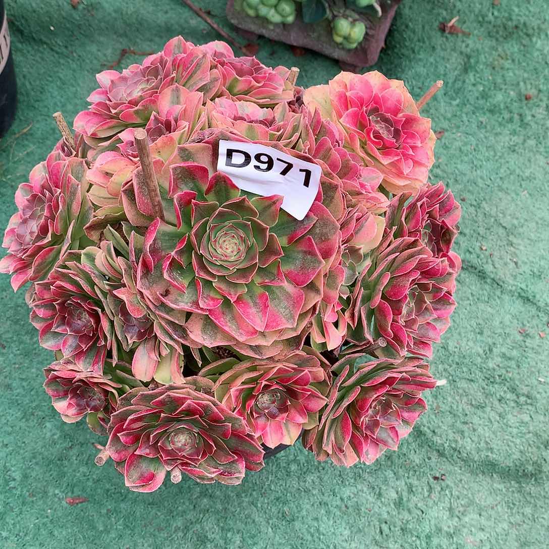 法***麻971.雨荷多肉植物