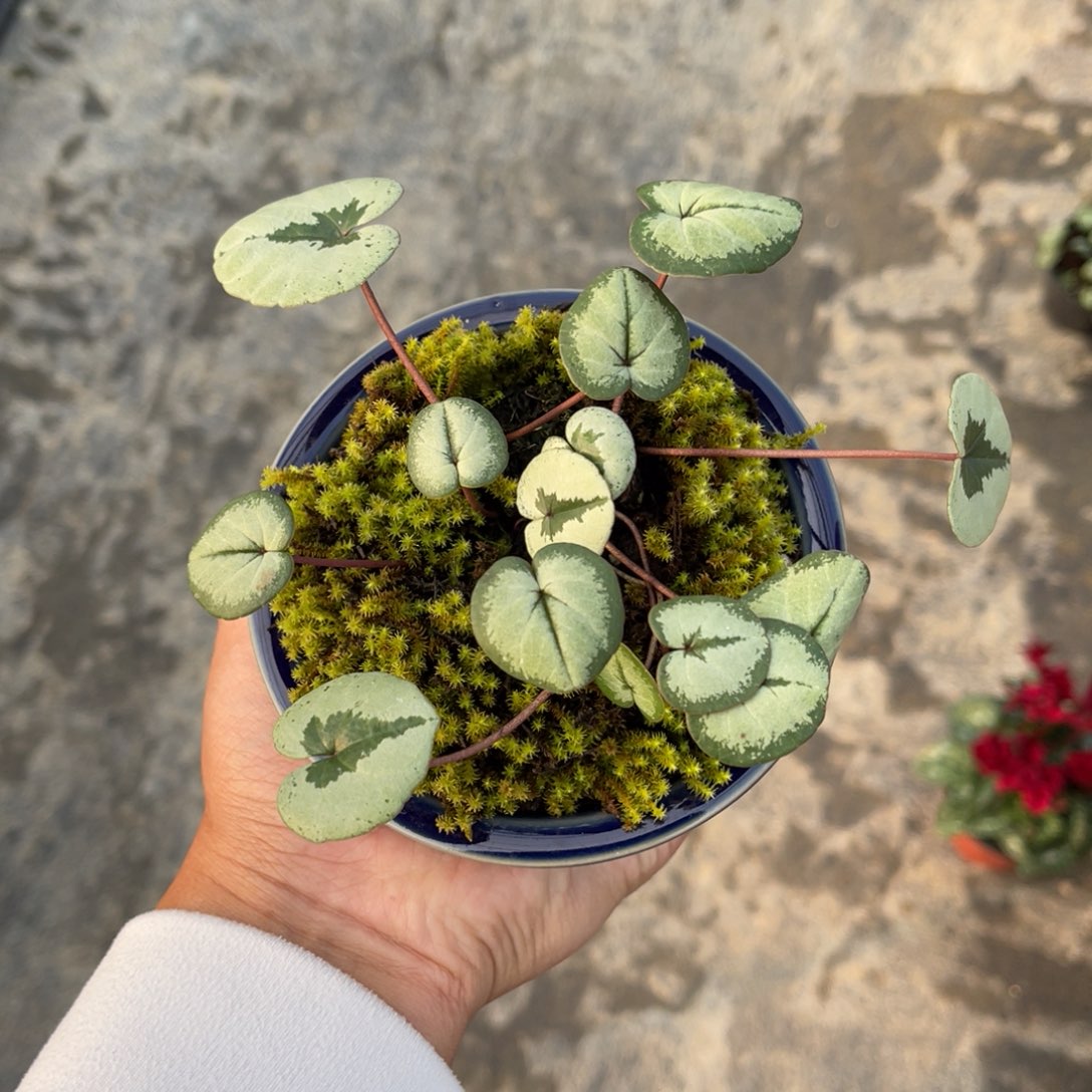 无花朵盆栽植物盆栽