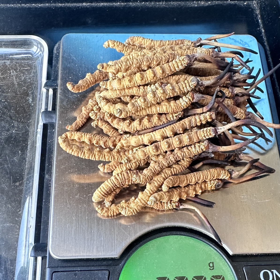 【3根1克小黄芽】那曲虫草 高海拔冬虫夏草 不增重不动手脚 高货