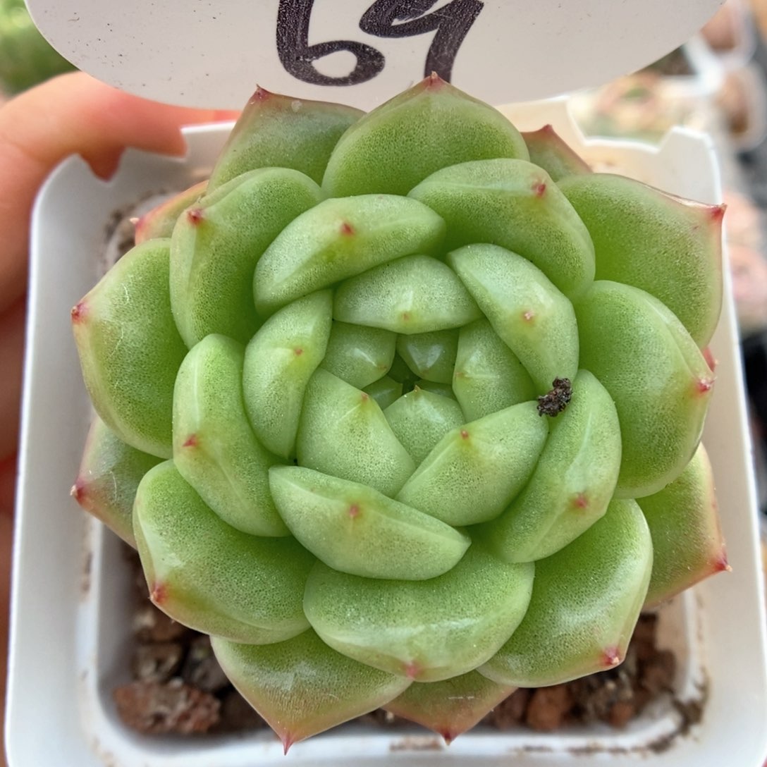 灯泡珍妮可拍69号。   