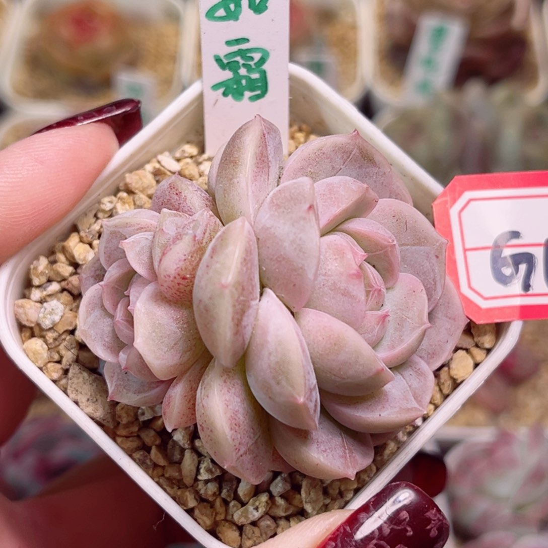 G168一物一拍 如霜