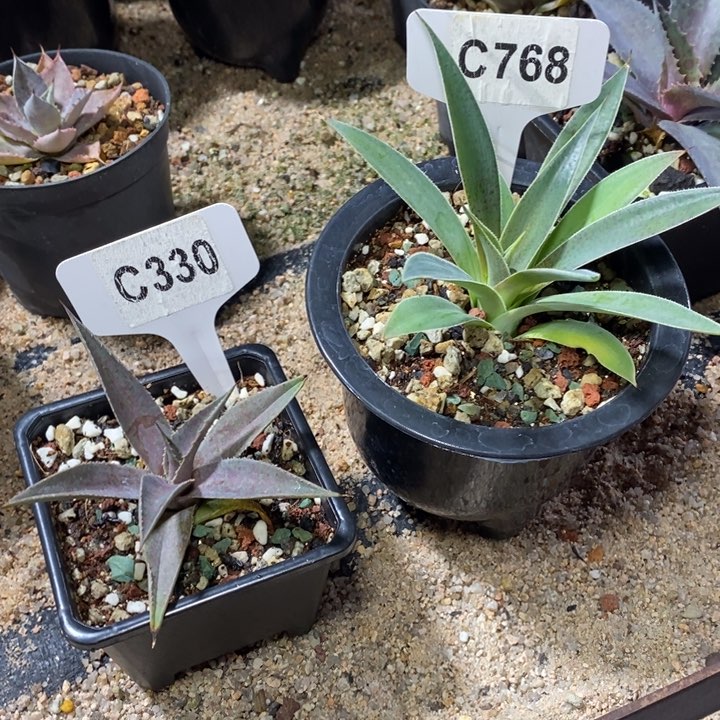 罗*福利 2 颗血蝎和薰衣草夫人