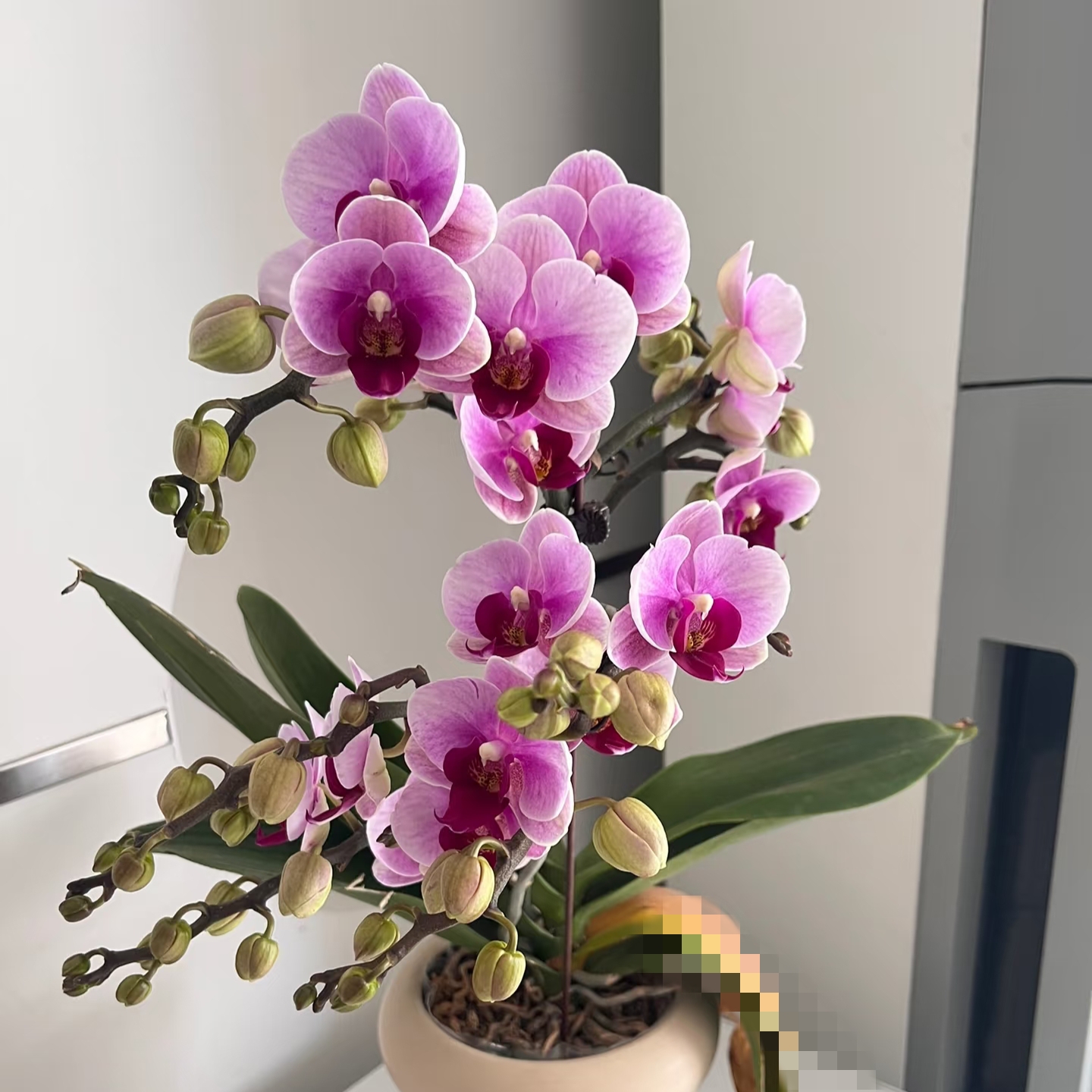 【宝贝】3.0寸加高杯 开花株 叶损憋根 不售后