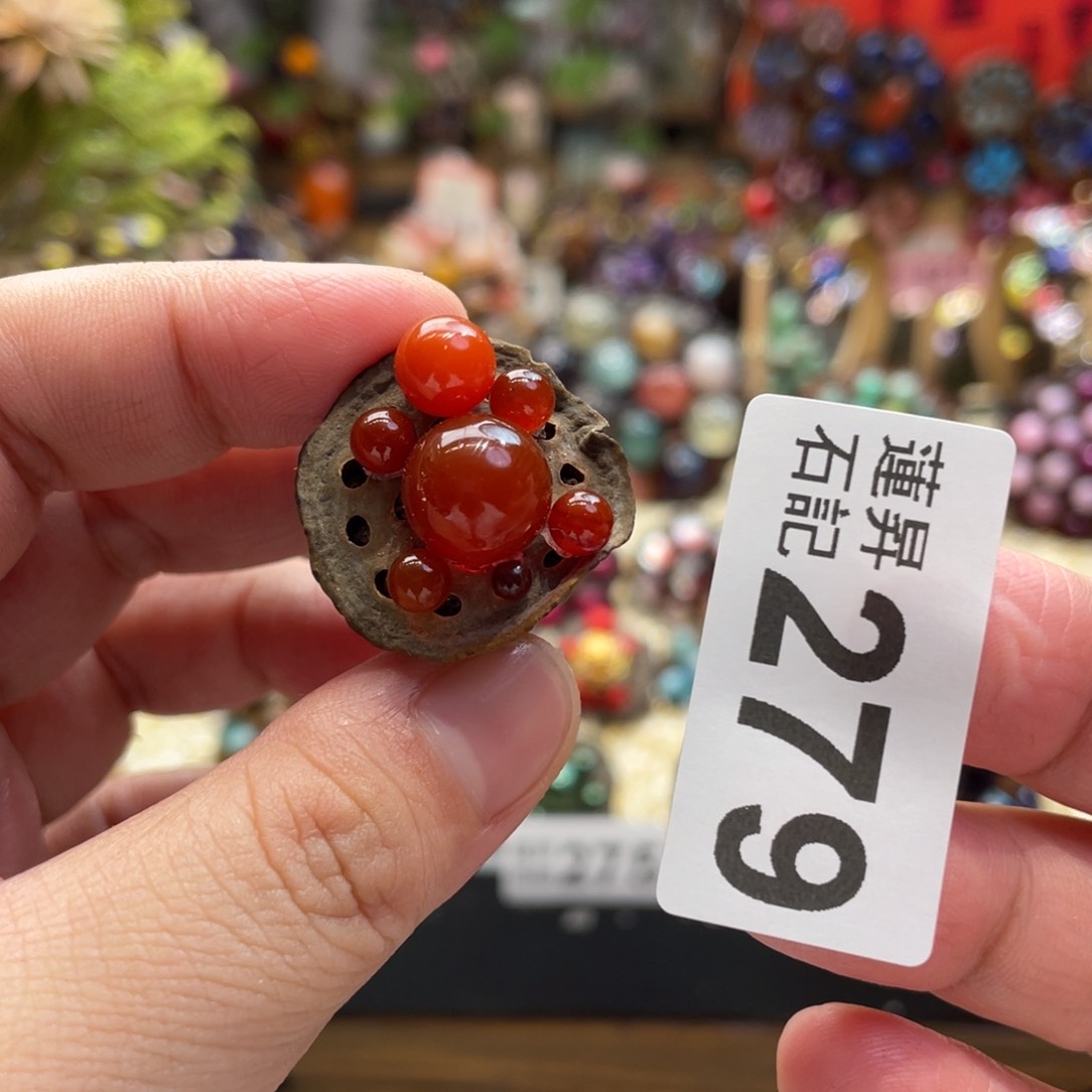 核桃木/黑胡桃（胡桃木）279