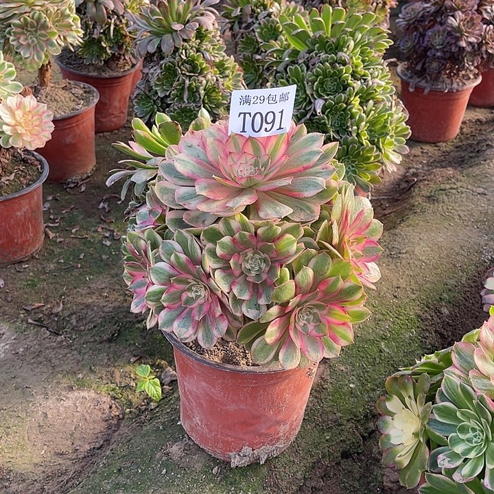 繁***坞091半糖荔枝多肉植物     