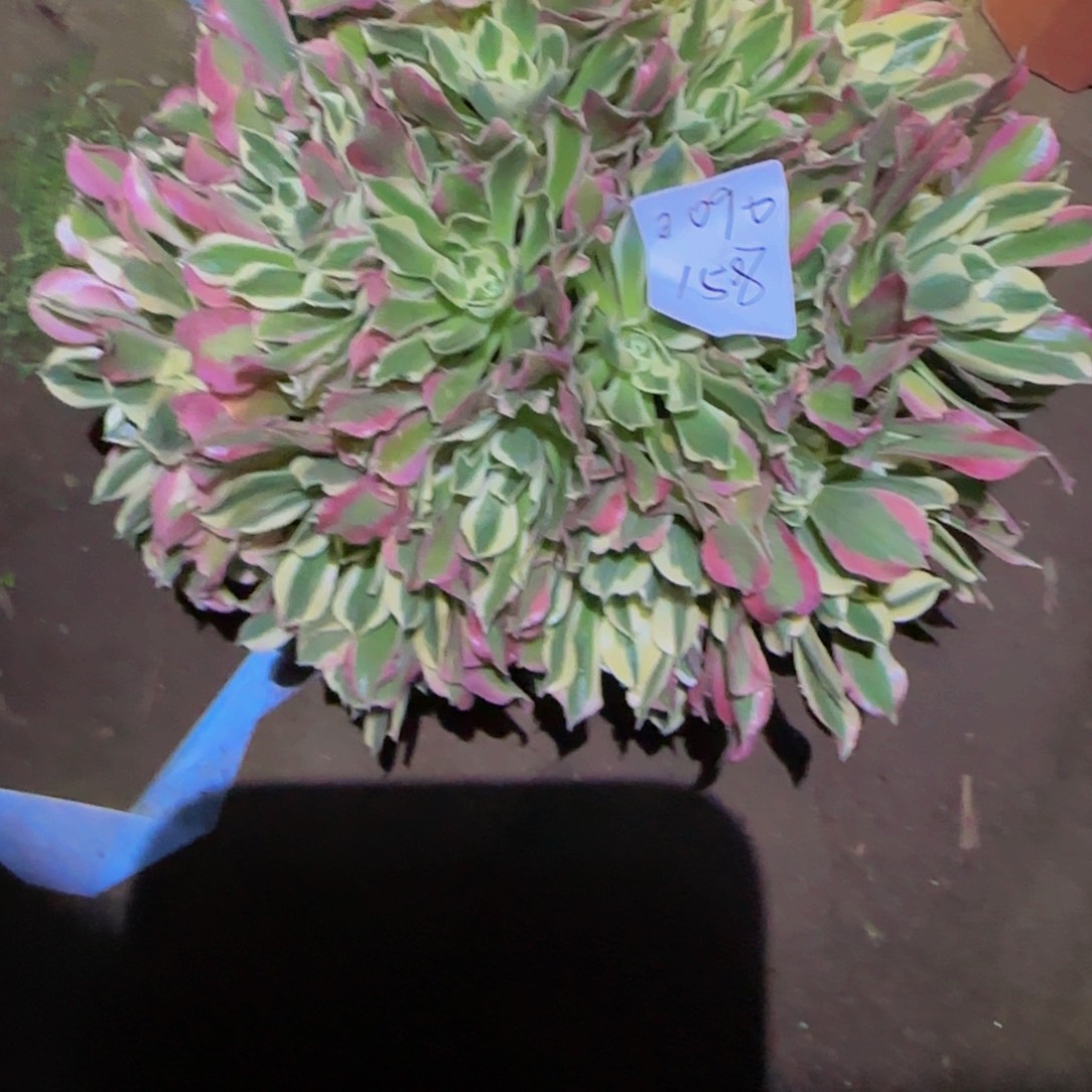 越**好一物一拍多肉法师福利0090