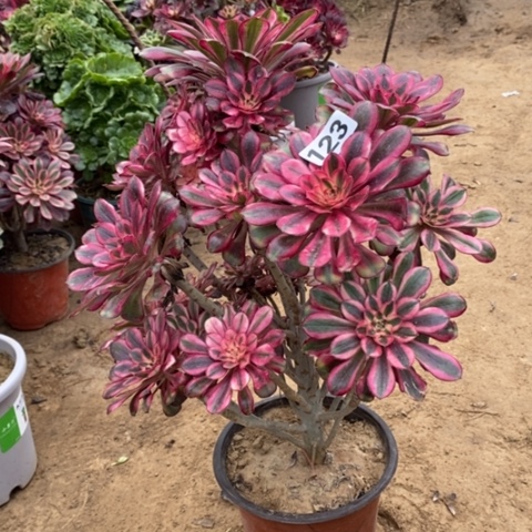 123香奈儿多肉法师