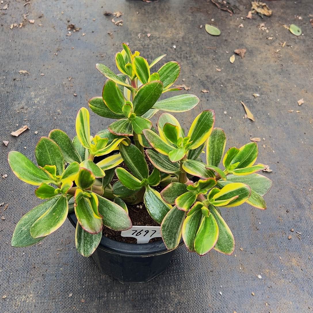 稀有七彩碟带土球发货7697