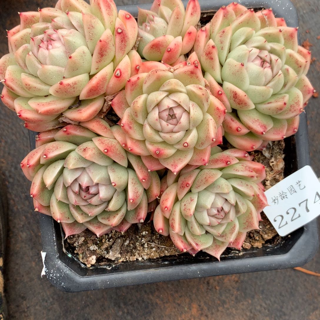 2274杂交精品基地13厘米