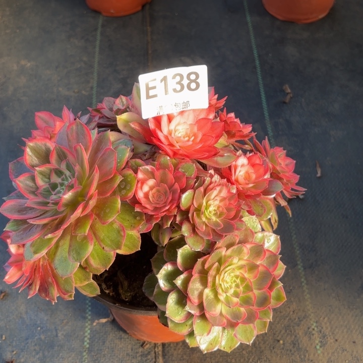 瑞妈多肉园艺，138黑膜锦