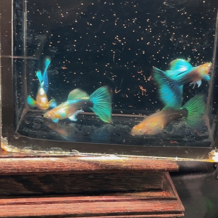 孔雀鱼黄化蓝礼服