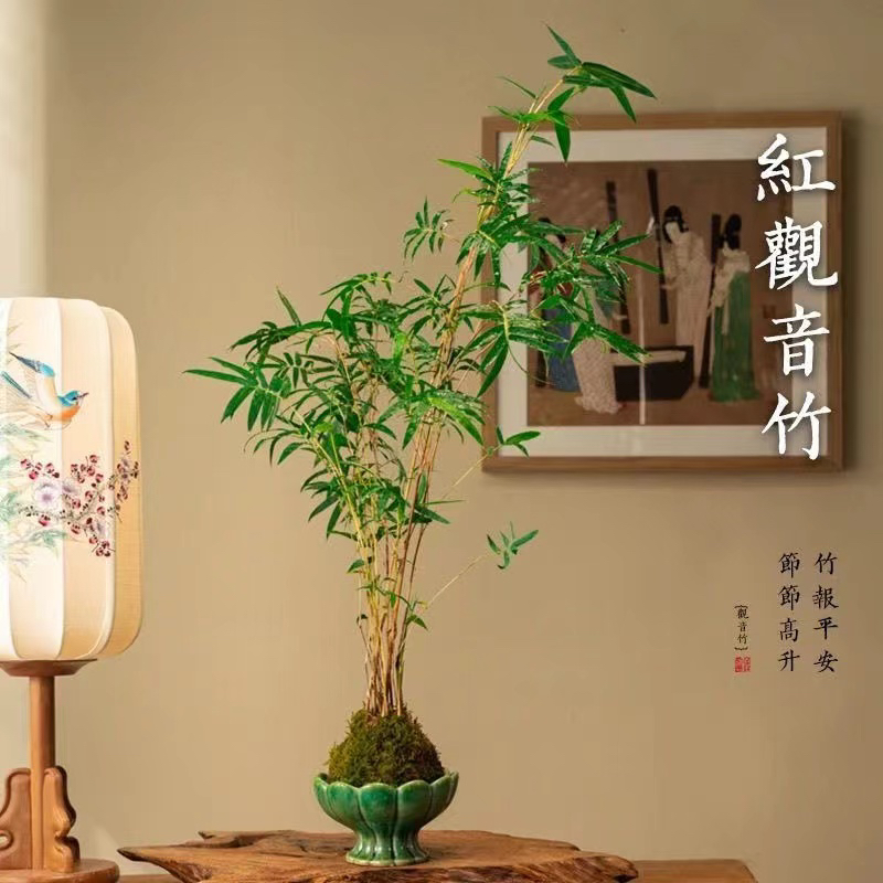 苔藓球水培红观音竹室内懒人绿植客厅装饰四季常青盆景
