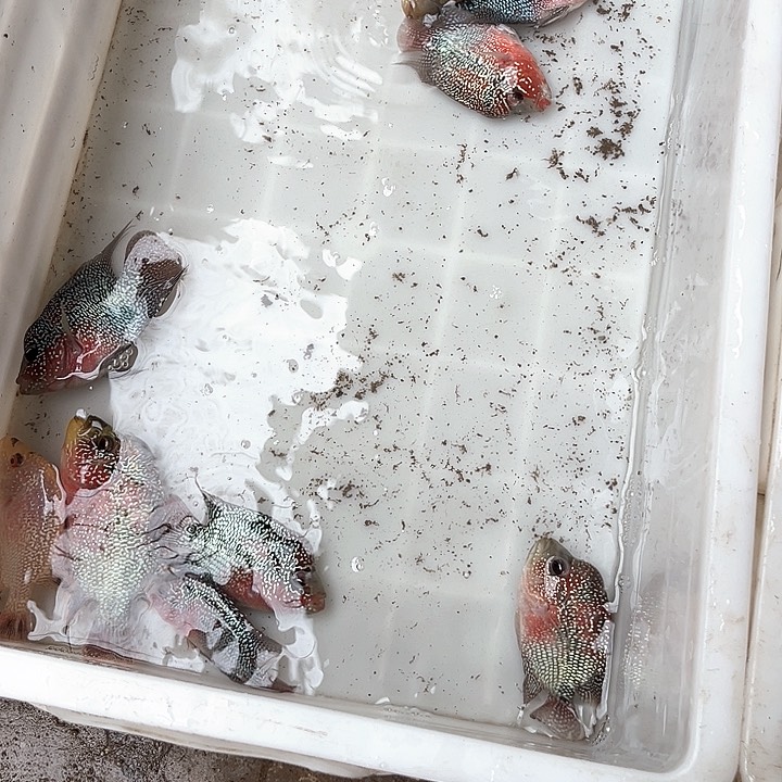 海水19.9////1条。 凄凄切切地