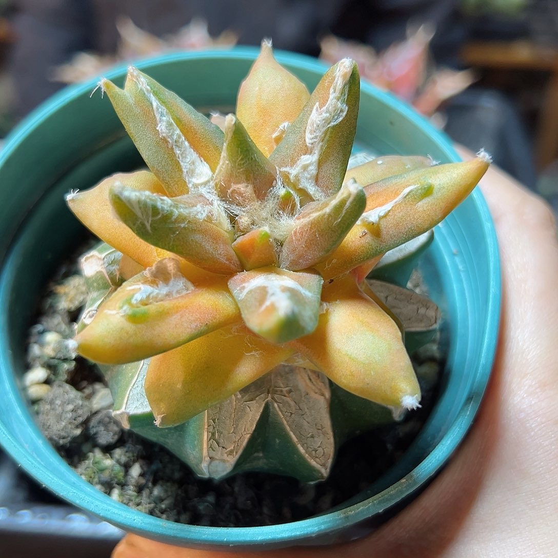 6号带勾牡丹锦7.3公分苗接草球