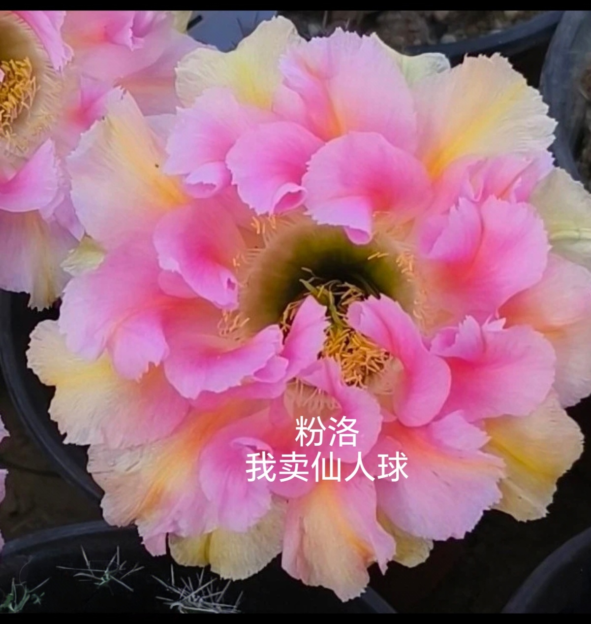 彩草粉洛侧芽歪  满28米包邮非偏远