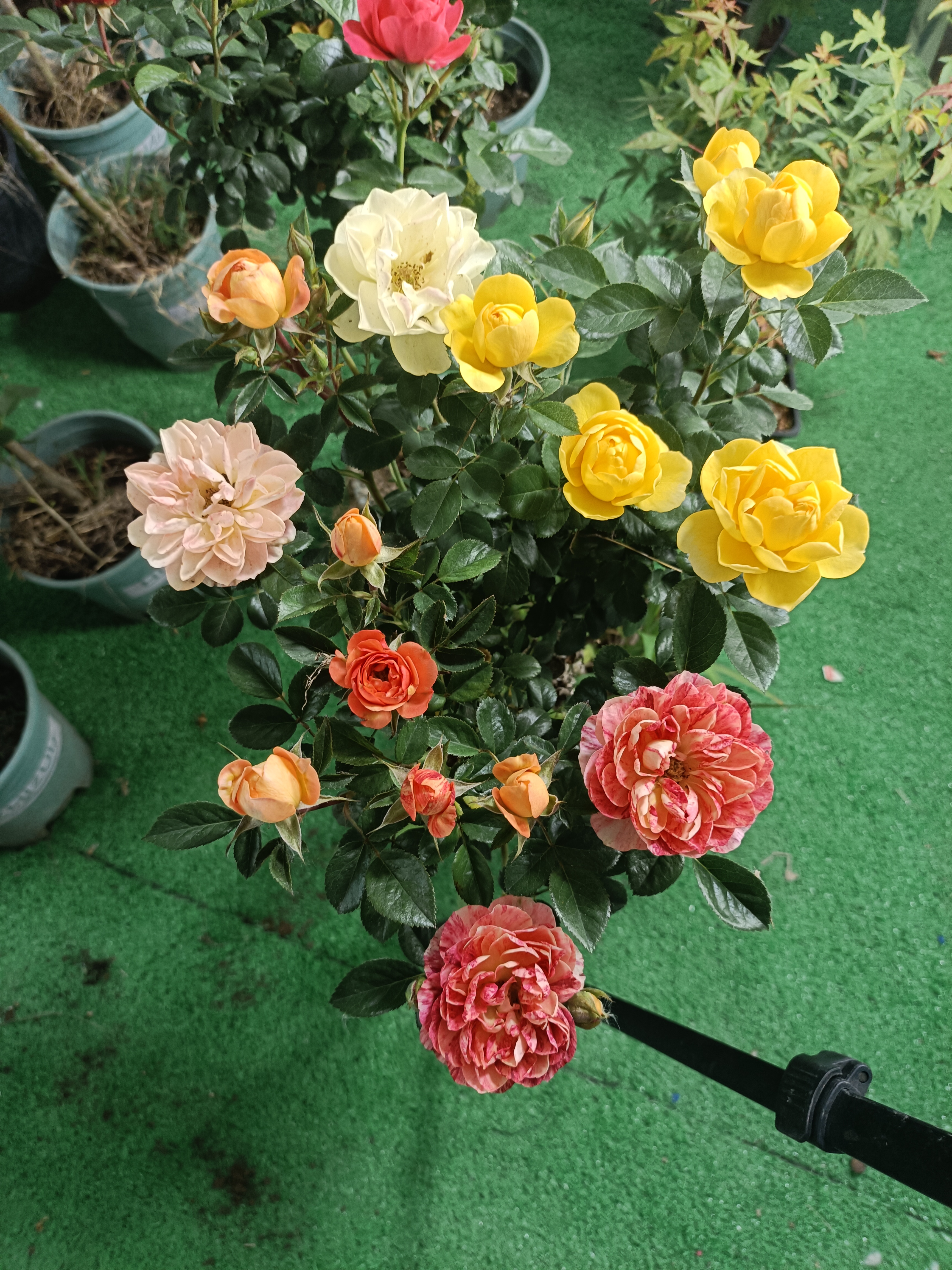 三色月季树桩多季节开花可盆栽地栽的庭院花卉