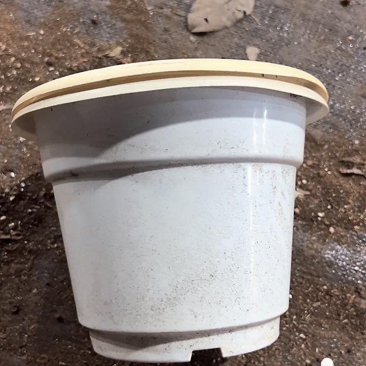 塑料口径20高度15白盆一组10个