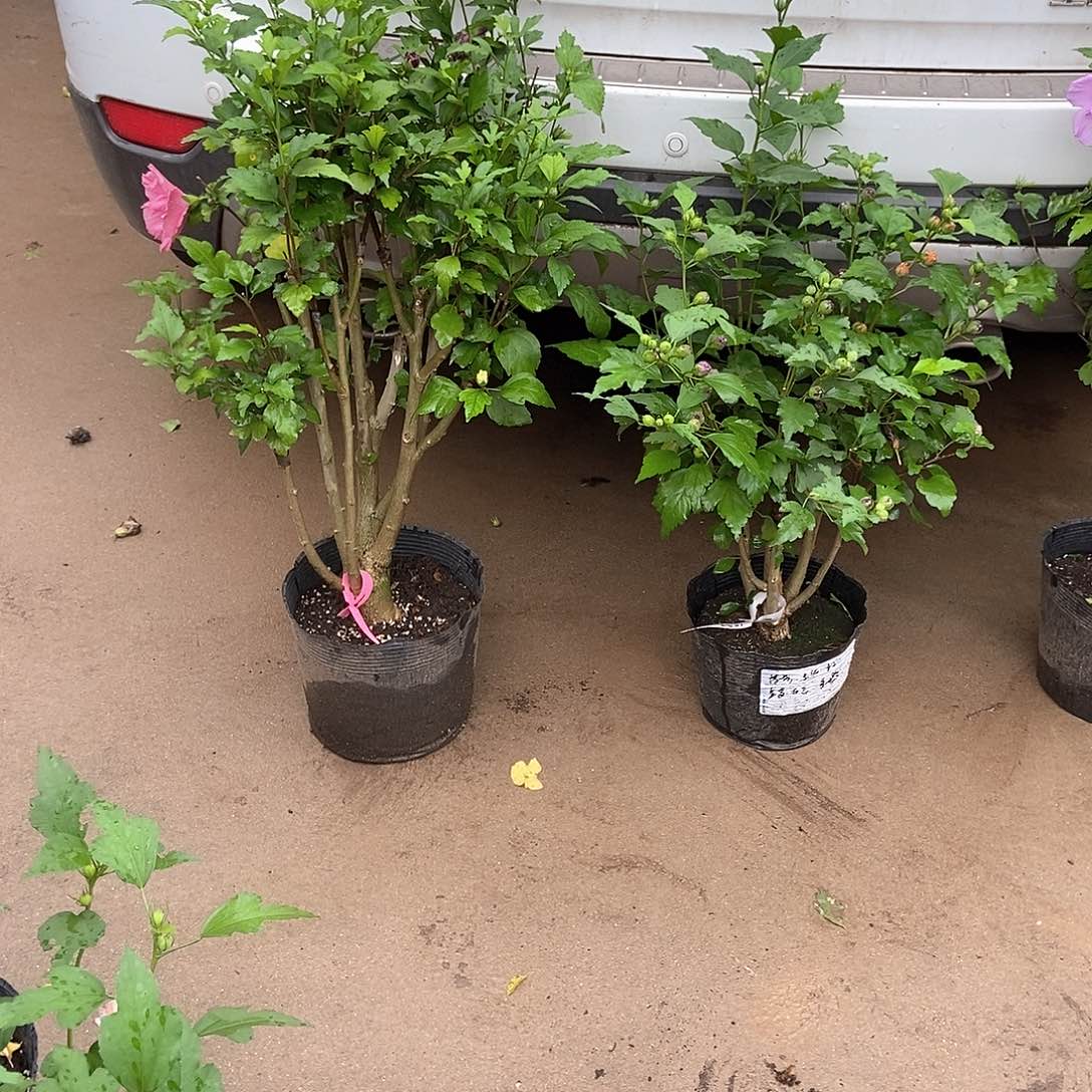 多色木槿花苗苗苗