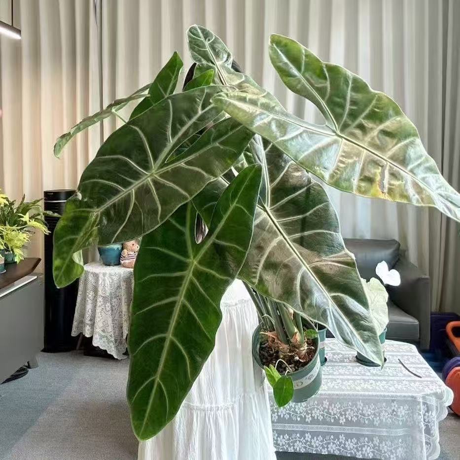 银脉剑叶海芋室内阳台天台花园好养大叶片大型热植新奇植物