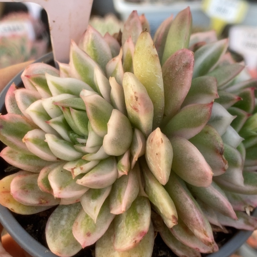 364东云杂锦锦锦锦锦锦