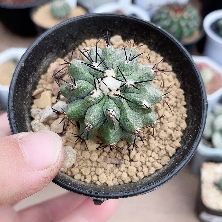 716龙爪球黑王丸