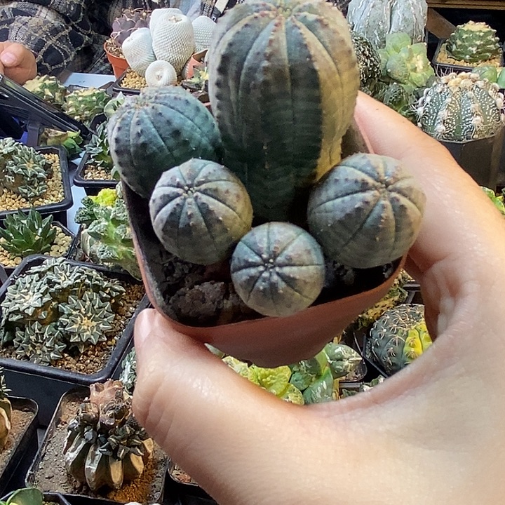 71号自根欧布6.5公分