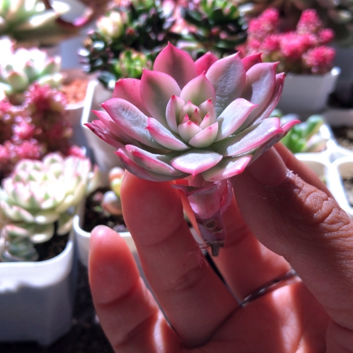 不知名小福利有根