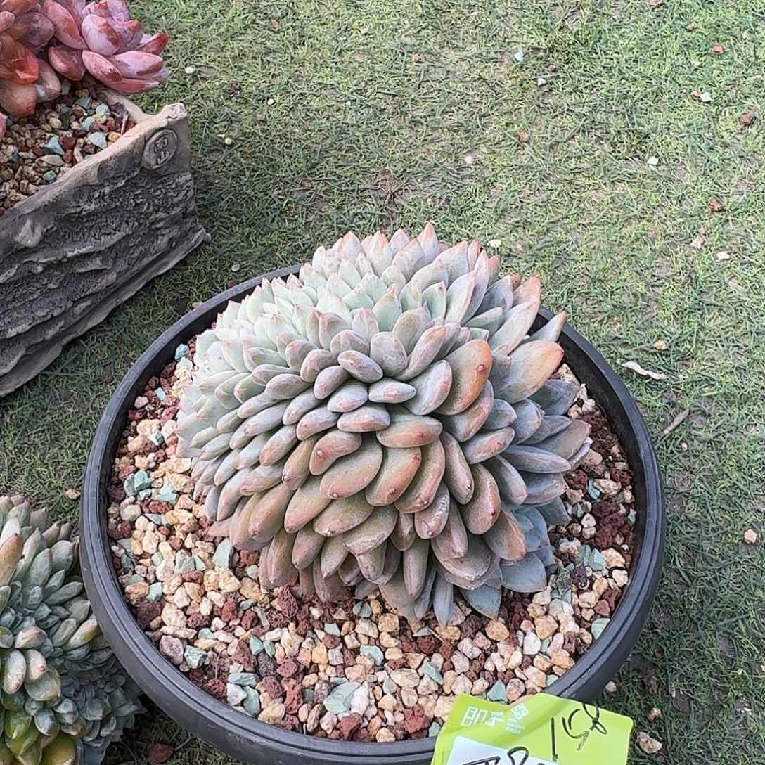 西***阳橙梦露缀化一颗寄养