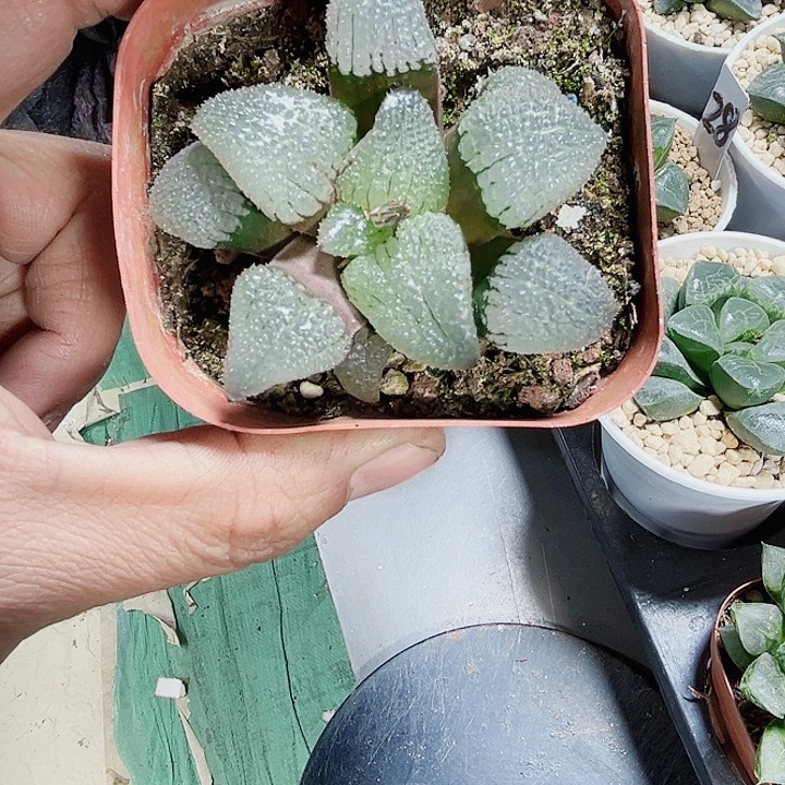 天空之镜新手好养