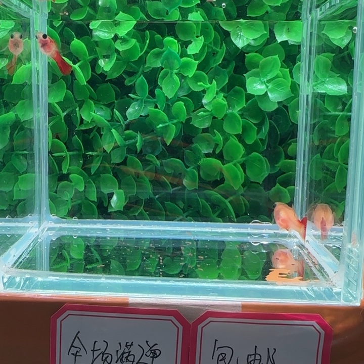 孔雀鱼银河琉璃一对