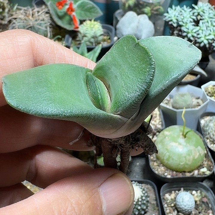 103实生卧牛脱土发货