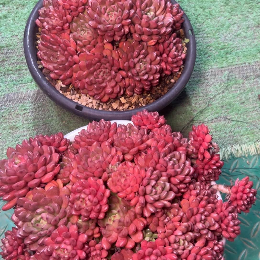 红宝石多肉，一物一拍