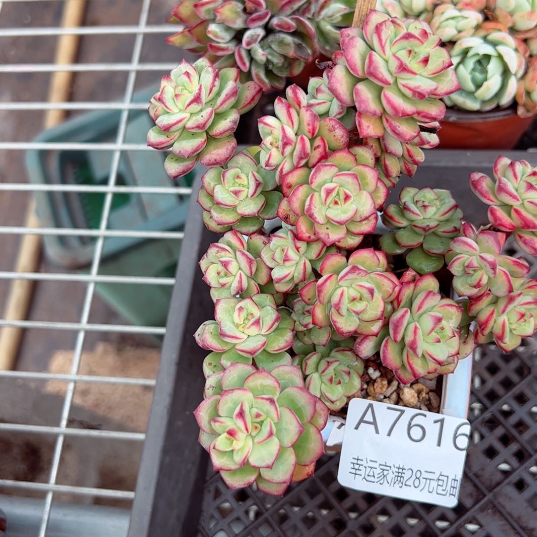 幸运的是我的朋友