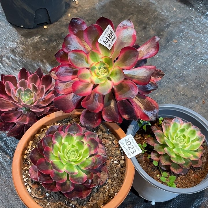 488组合多肉植物