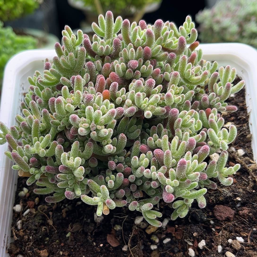 35白底冰晶优选枝干