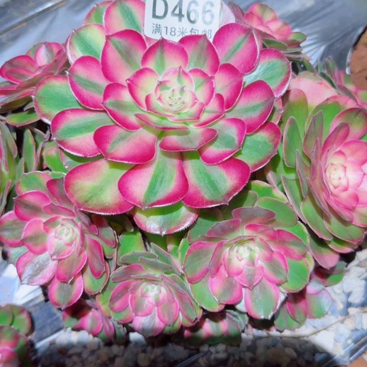 多肉法师荔枝捧花