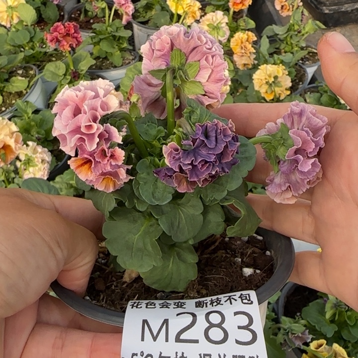 @***糖无花朵M283角堇小苗一物一拍默认苗晃