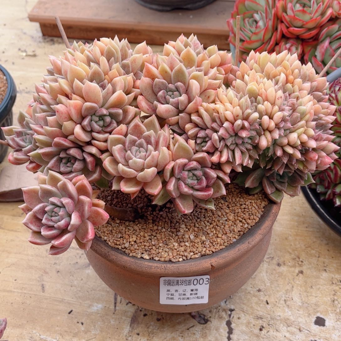 1***e003璀璨缀德华多肉