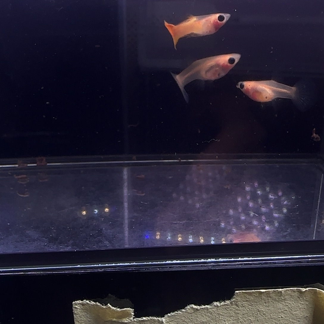 孔雀鱼黄金玻璃猫两对