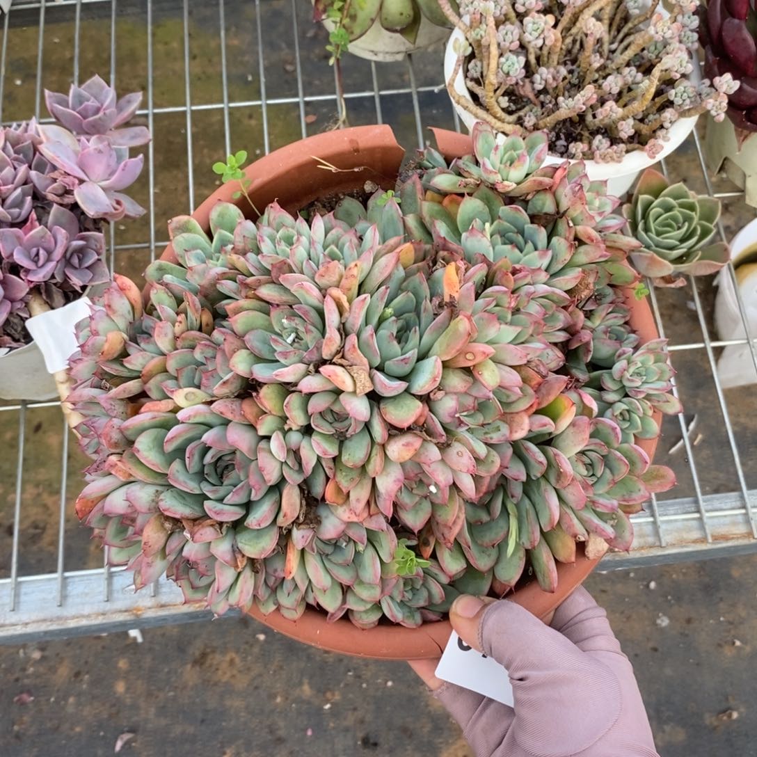 6168荷花群一物一拍