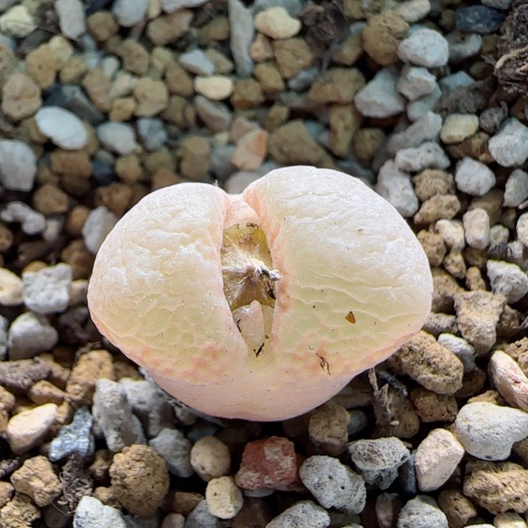 2-12-3-1当天满58包邮绝美风铃母本1.7cm脱土