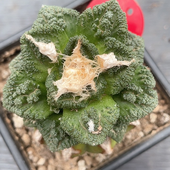 苗接仙人球幸顿111