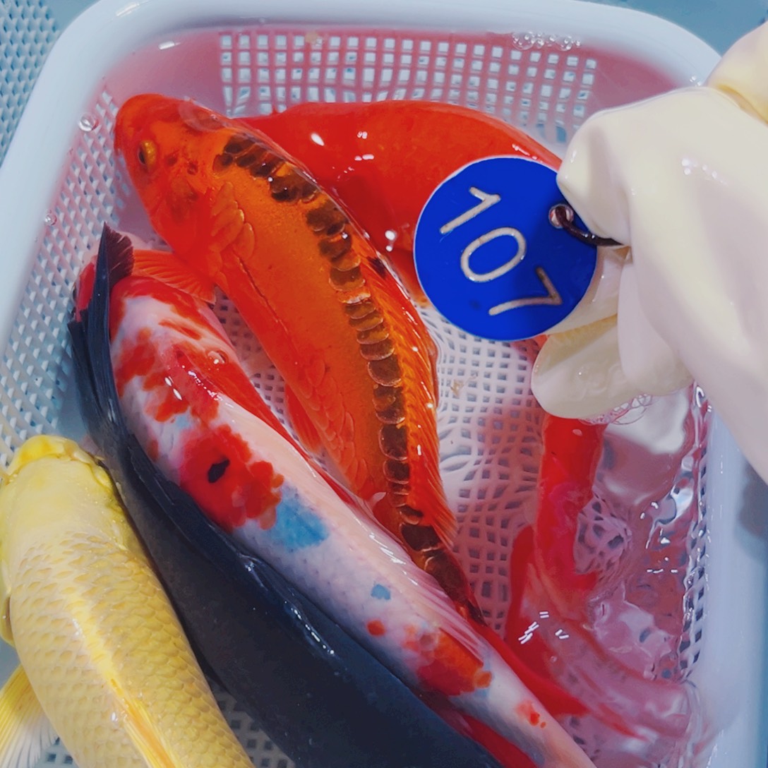 锦鲤107冷水锦鲤观赏鱼