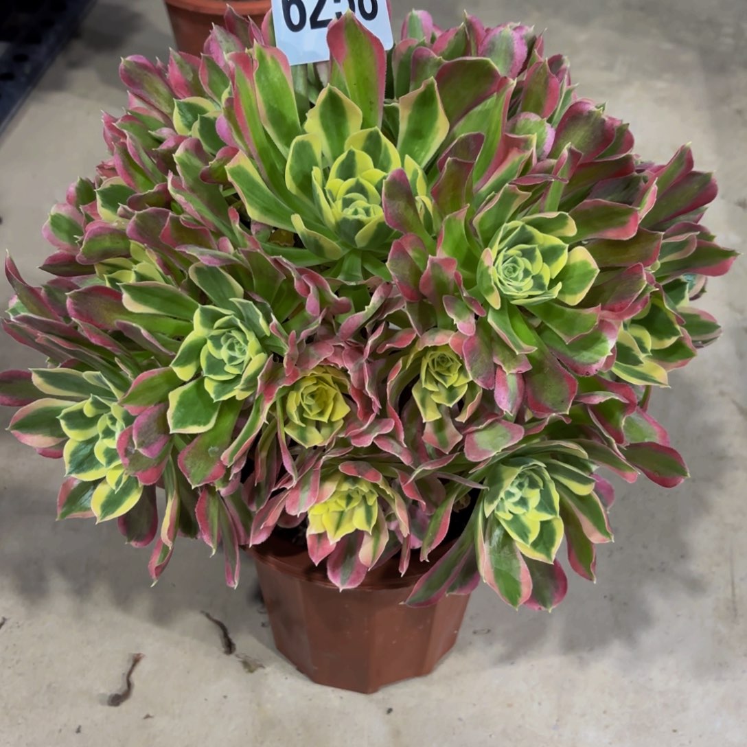 无花朵6258白风11111