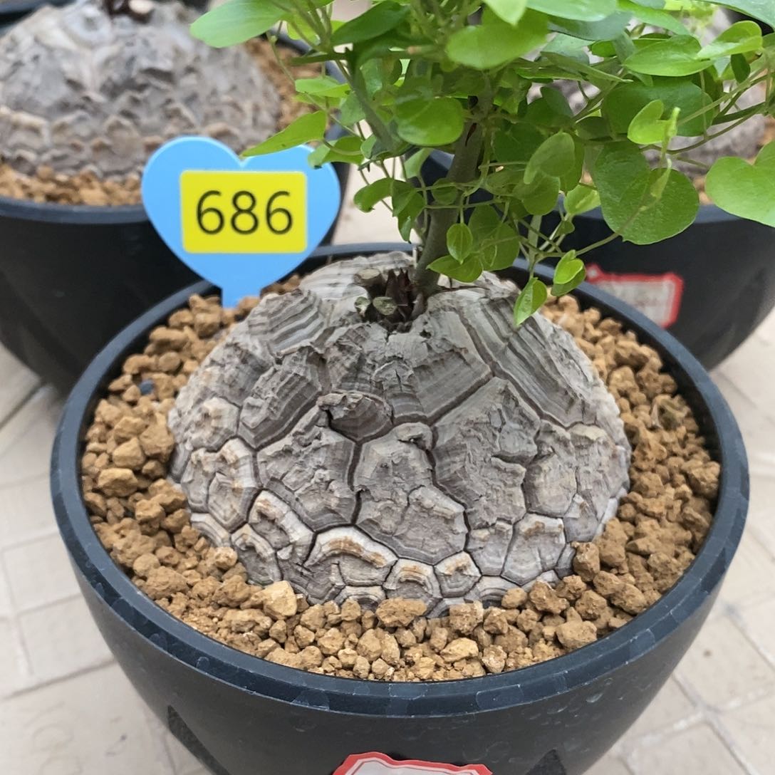 南非龟甲龙龟甲龙